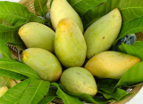 Fresh  Mango from Viet Nam